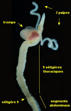 Magelona mirabilis
