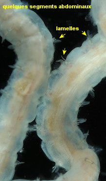 Magelona mirabilis
