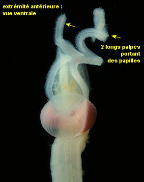 Magelona mirabilis