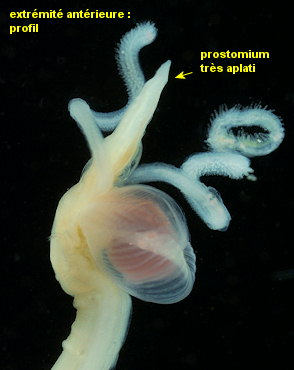 Magelona mirabilis