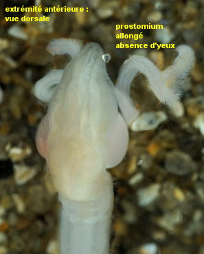 Magelona mirabilis