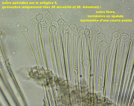 Magelona mirabilis