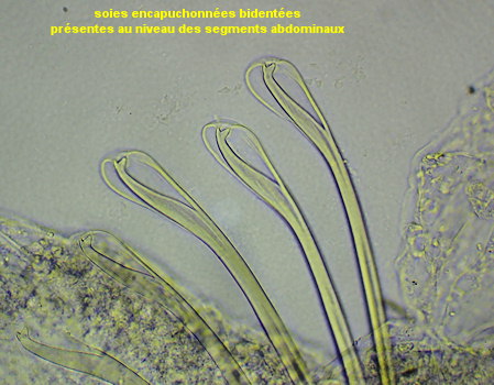Magelona mirabilis