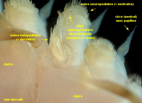 Malmgrenia arenicolae