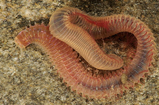 Marphysa sanguinea