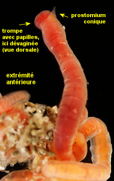 Mediomastus fragilis