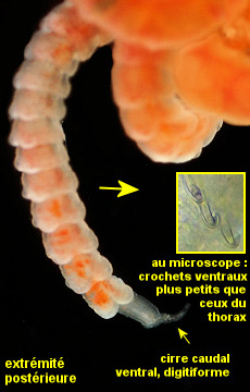 Mediomastus fragilis