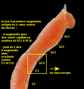 Mediomastus fragilis