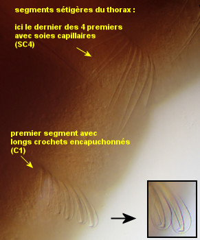 Mediomastus fragilis