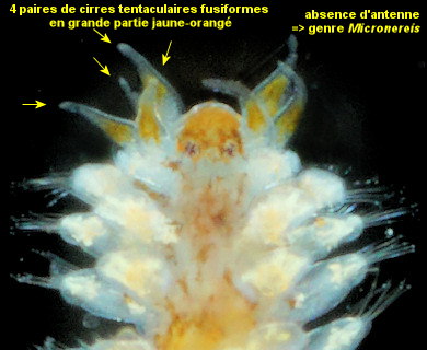 Micronereis variegata