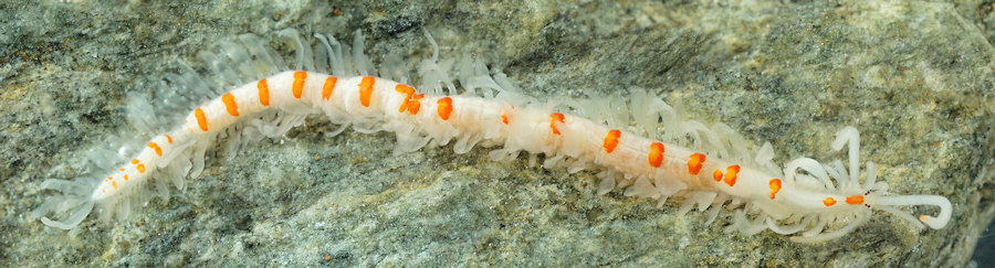 Myrianida pinnigera