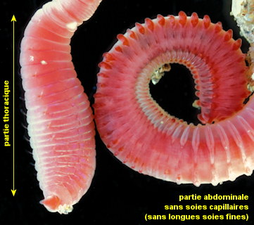 Notomastus latericeus
