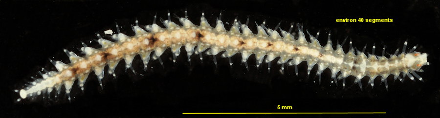 Odontosyllis gibba