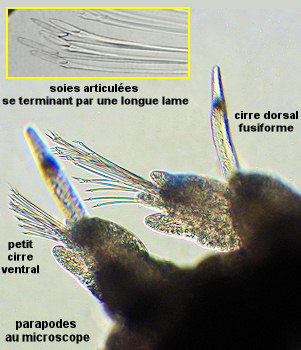 Odontosyllis gibba