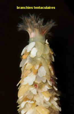 Owenia fusiformis