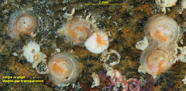 Paradexiospira vitrea