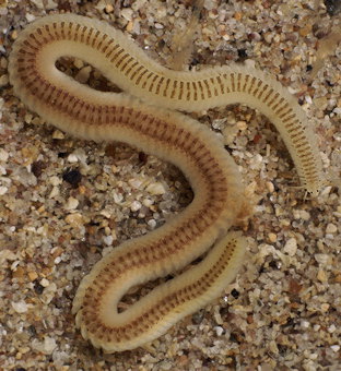 Paranaitis kosteriensis