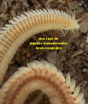 Paranaitis kosteriensis