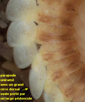 Paranaitis kosteriensis