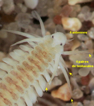 Paranaitis kosteriensis
