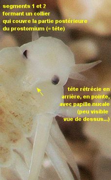 Paranaitis kosteriensis