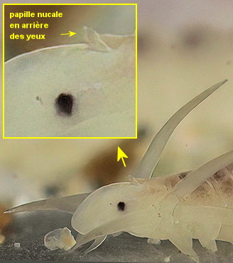 Paranaitis kosteriensis