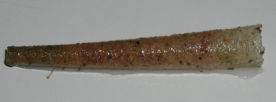 Pectinariidae