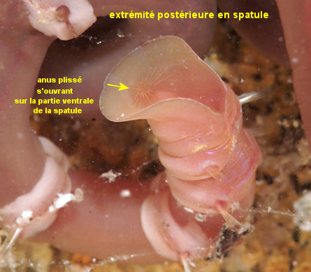 Petaloproctus terricolus