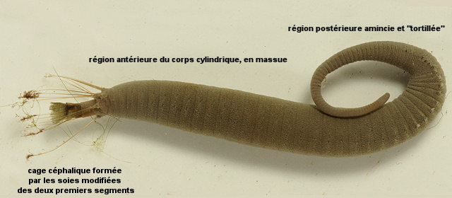 Stylarioides moniliferus