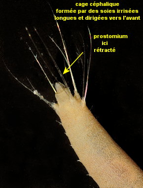 Pherusa plumosa