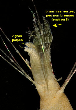 Pherusa plumosa