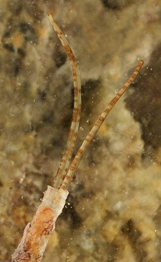 Phyllochaetopterus