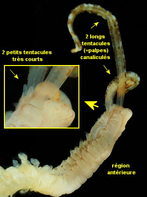 Phyllochaetopterus