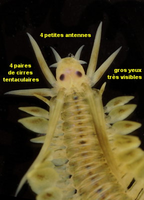 Phyllodoce laminosa