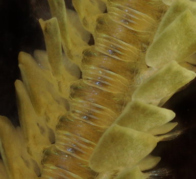 Phyllodoce laminosa