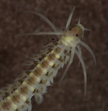 Phyllodoce mucosa