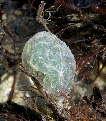 Phyllodoce mucosa ou maculata (ponte)