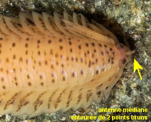 Eumida punctifera