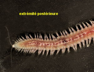 Platynereis dumerilii