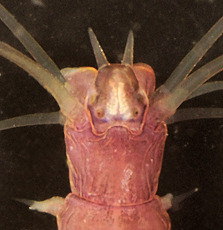 Platynereis dumerilii