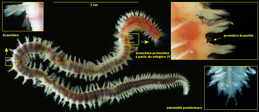 Poecilochaetus serpens