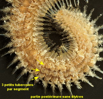 Polynoe scolopendrina