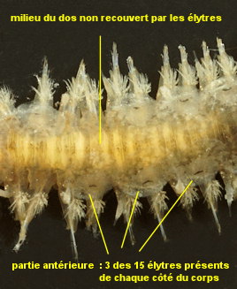 Polynoe scolopendrina