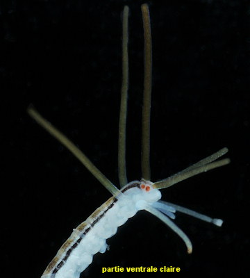 Proceraea picta