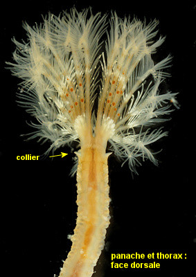 Pseudopotamilla reniformis