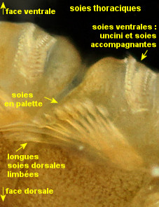 Pseudopotamilla reniformis