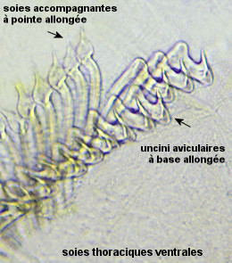 Pseudopotamilla reniformis