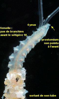 Pygospio elegans