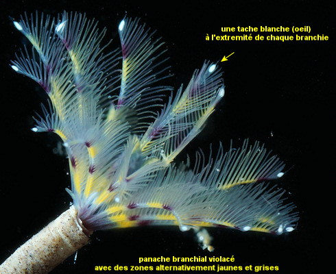 Sabella discifera