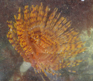 Sabella spallanzanii